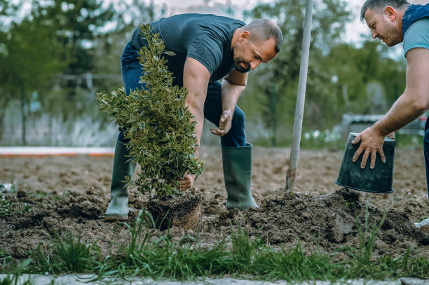 Best Tree Clearing Services  in Center Hill, FL